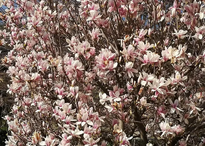 度假居 勒维奥莉特度假公寓 布鲁纳特