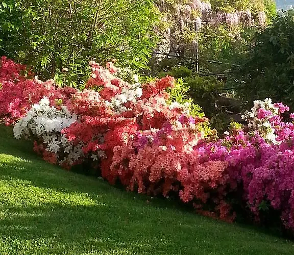 勒维奥莉特度假公寓 * 布鲁纳特