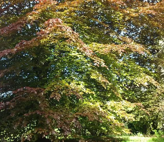 勒维奥莉特度假公寓