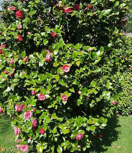 度假居 勒维奥莉特度假公寓