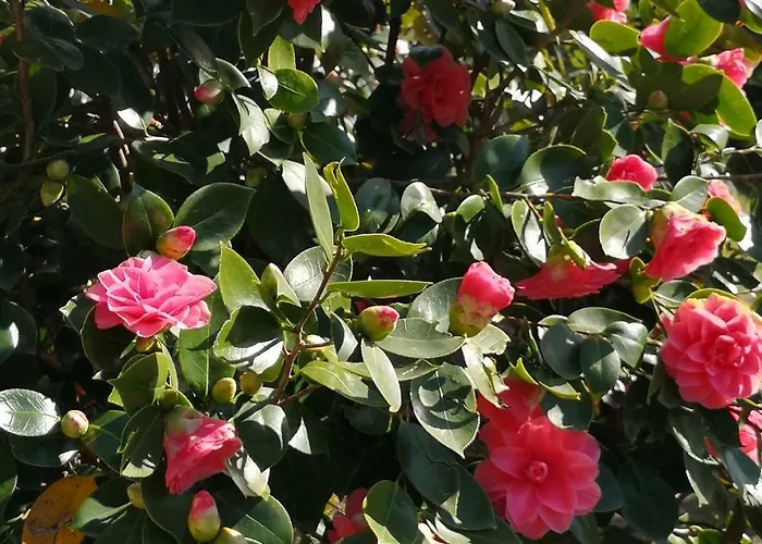 勒维奥莉特度假公寓