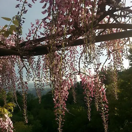 Le Violette * 브루나테