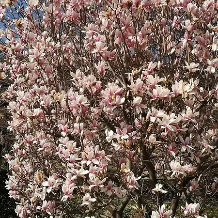 בית נופש Le Violette ברונאטה