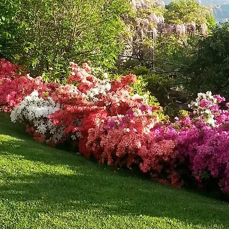 Le Violette * ברונאטה