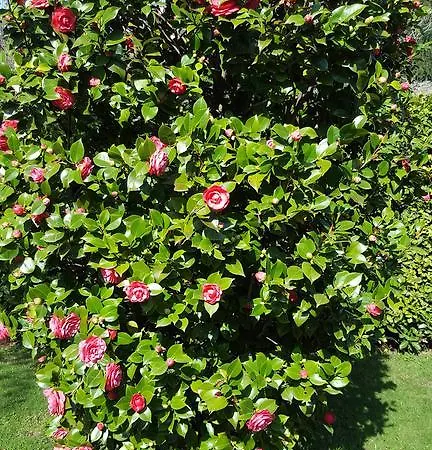 בית נופש Le Violette